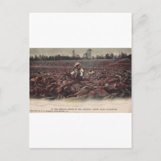 Carte Postale Dans les champs de tabac de la Vielle Virginie