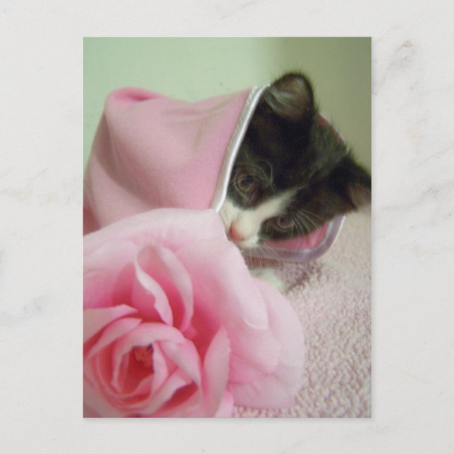 Carte Postale dans poupée couverture Kitten (Devant)