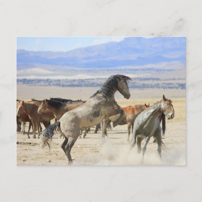 Carte Postale Danse Avec Des Capots (Devant)