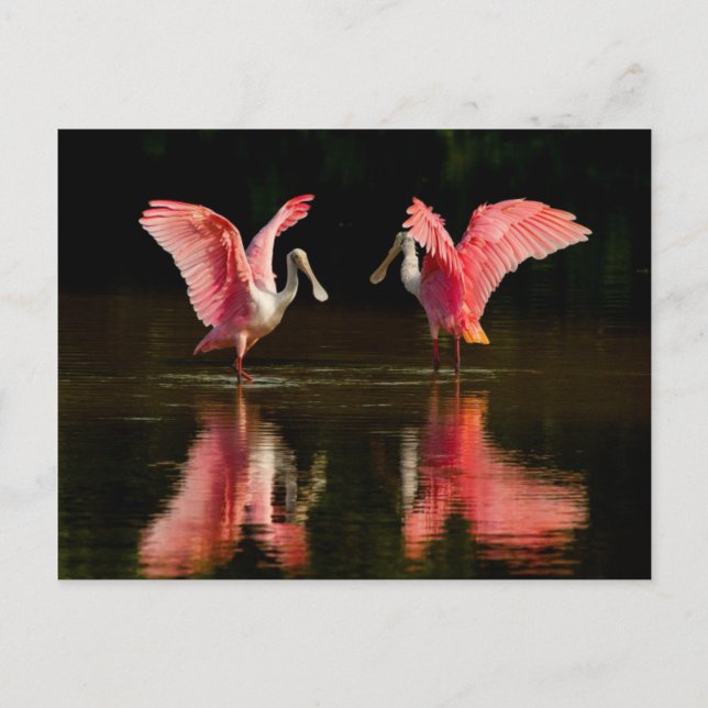 Carte Postale Danse d'accouplement Roseate Spoonbill (Devant)