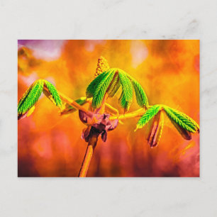 Carte Postale Danse Du Feu