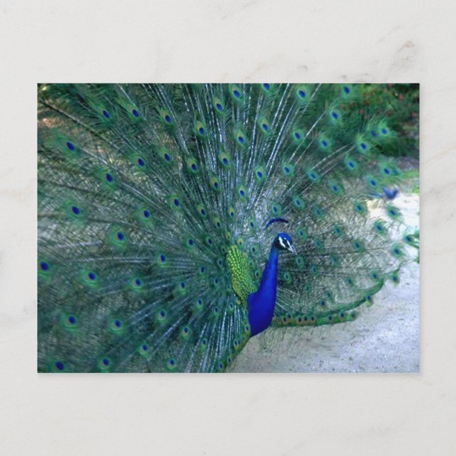 Carte Postale Danse Peacock (Devant)