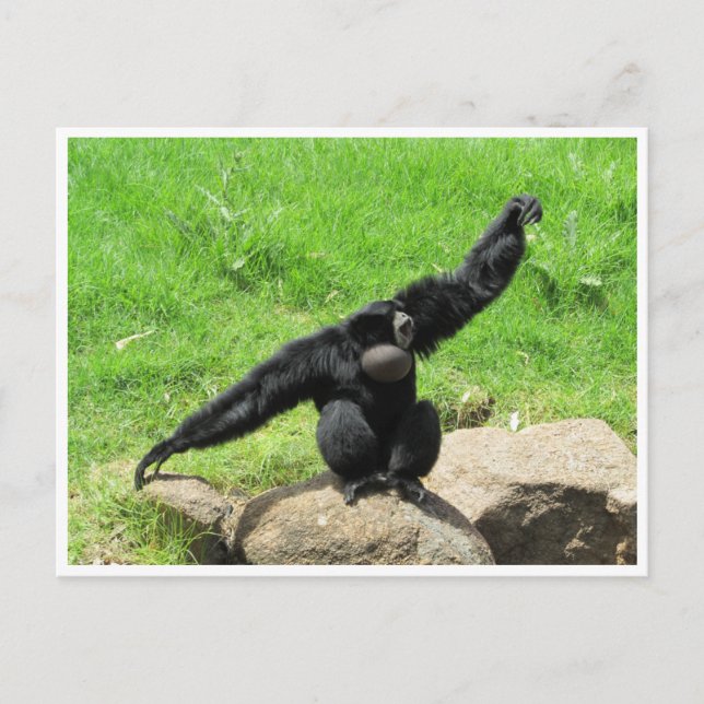 Carte Postale danse siamang (Devant)