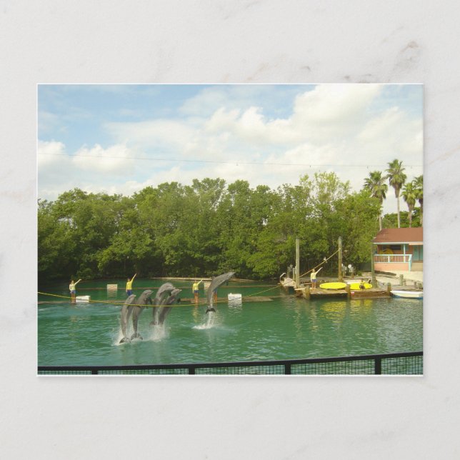 Carte Postale Danser des dauphins à Miami (Devant)