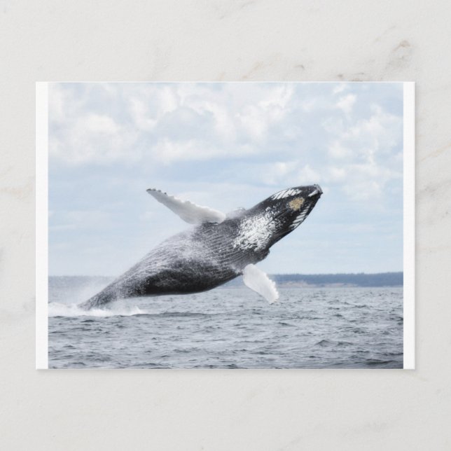 Carte Postale Danses avec baleines 8 (Devant)