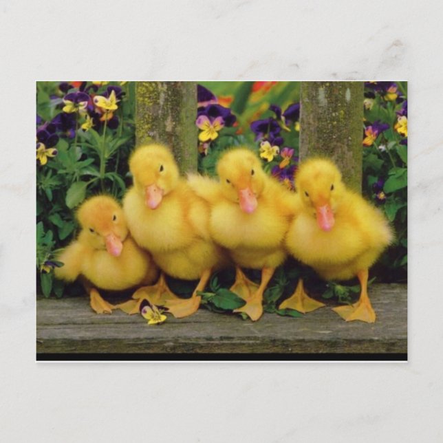 Carte Postale Danseurs de canards jaunes (Devant)