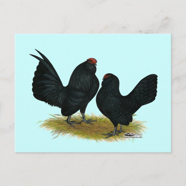 Carte Postale D'Anvers Black Bantams (Devant)
