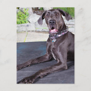 Carte Postale Daphné