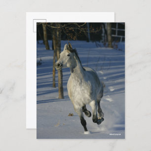 Carte Postale Dapple Grey Trakehner Running in the Snow