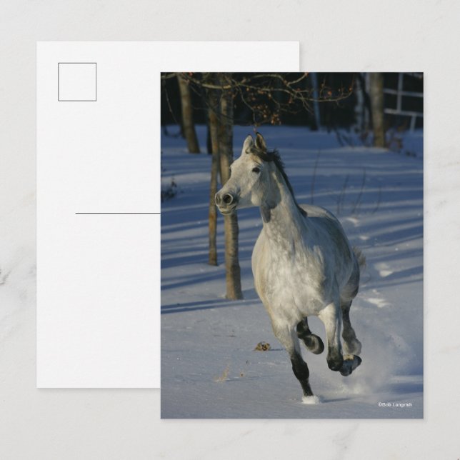 Carte Postale Dapple Grey Trakehner Running in the Snow (Devant / Derrière)