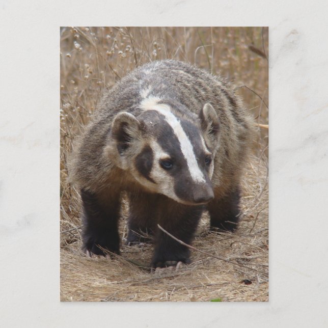 Carte postale d'approche Badger (Devant)