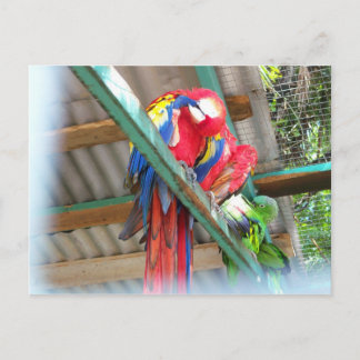 Carte postale d'ara
