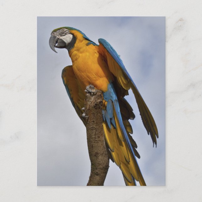 Carte postale d'Ara bleu et jaune (Devant)