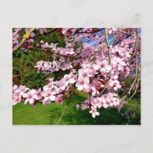 Carte postale d'arbre à fleurs de cerisier dans le