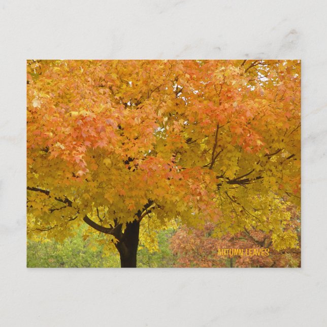 Carte postale d'arbres d'automne dorés (Devant)