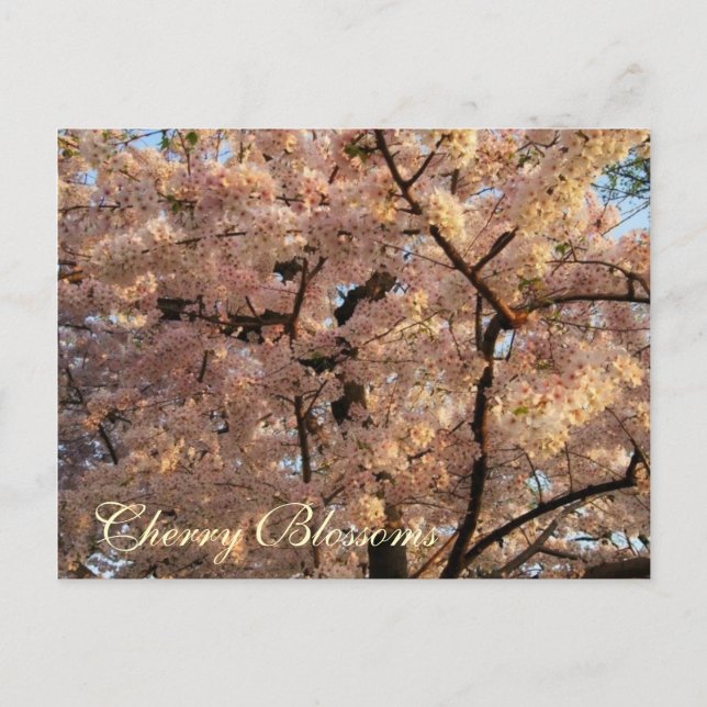 Carte postale d'arbres de fleurs de cerisier (Devant)