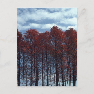Carte postale d'arbres de Sourwood