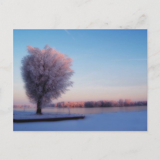 Carte postale d'arbres enneigés (Devant)