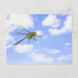 Carte Postale Dard vert (Anax junius) volant contre