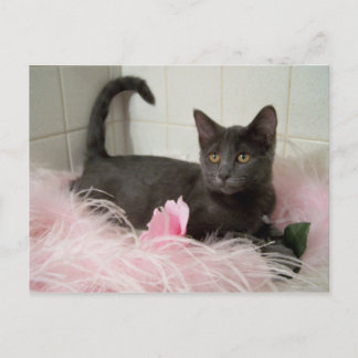 Carte Postale darling Arys