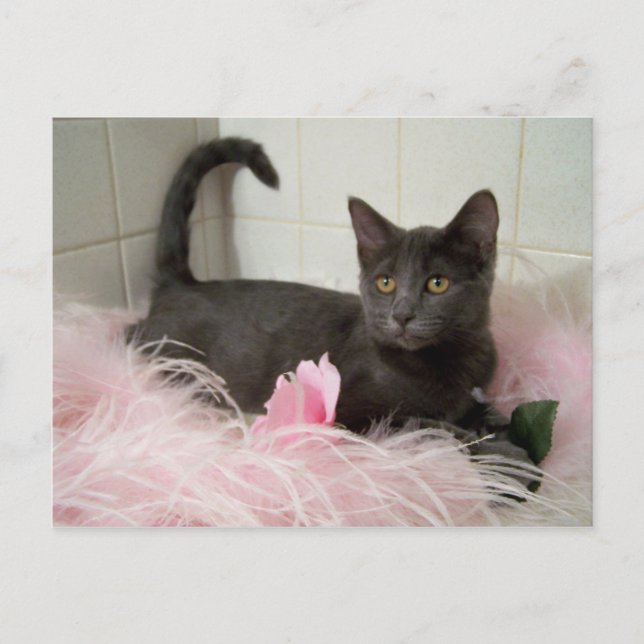 Carte Postale darling Arys (Devant)