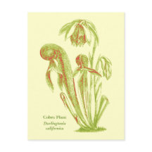 Darlingtonia californica, Plante carnivore