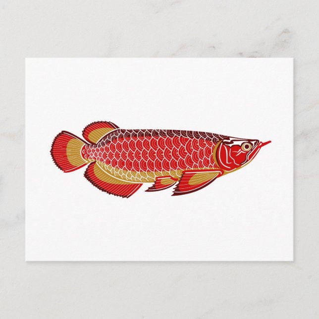 carte postale d'arowana (Devant)