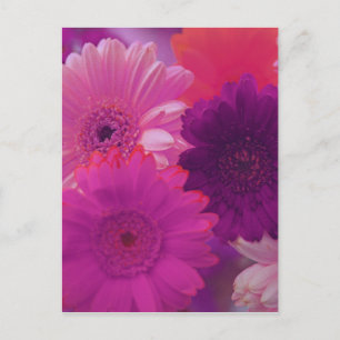 Carte postale d'art de la fleur rose Gerbera Daisy
