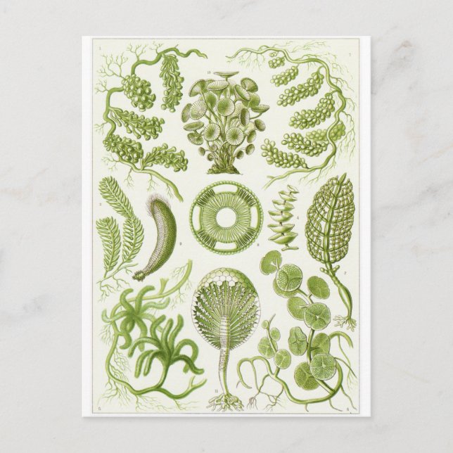 Carte postale d'art d'Ernst Haeckel : Siphoneae (Devant)
