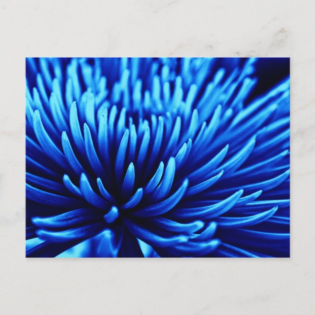 Carte postale d'art floral Chrysanthemum bleu (Devant)