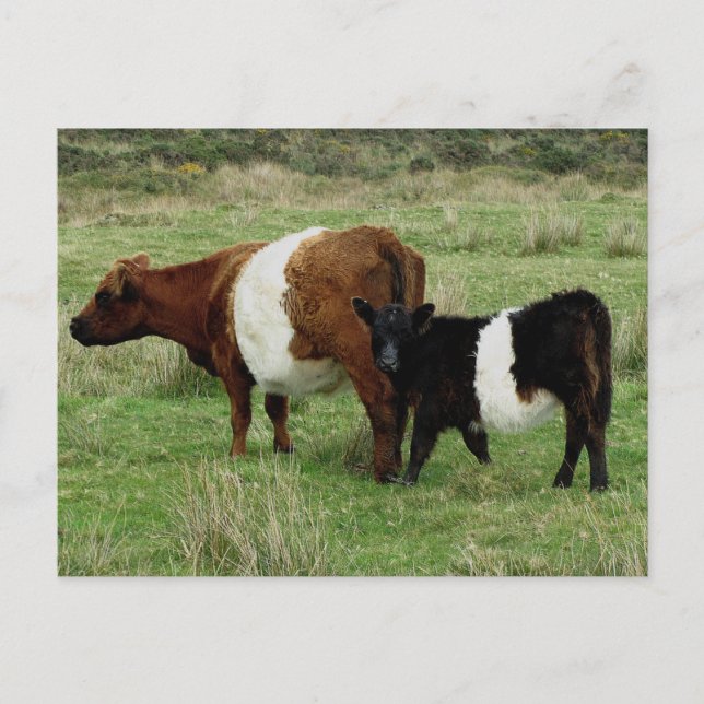 Carte Postale Dartmoor Ceinturé Vache Et Veau Galloway (Devant)