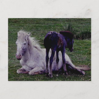 Carte Postale Dartmoor Gris Gris Gris Mare Repose Foie debout