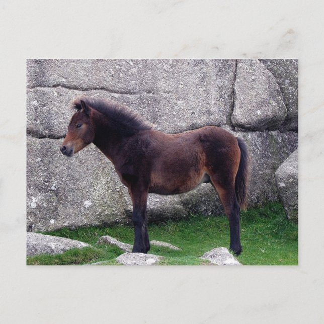 Carte Postale Dartmoor Pony Foal Shelter Bone Hill Rocks (Devant)