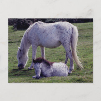 Carte Postale Dartmoor Pony Grey Mare Grazin Foie Repose