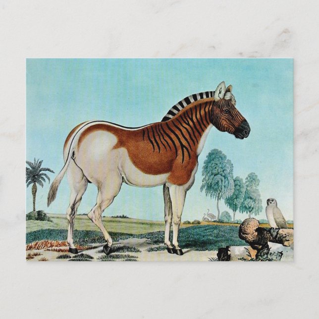 Carte Postale Das Steppenzebra ou The Quagga (1882) (Devant)