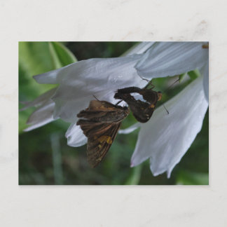 Carte postale Date du mois