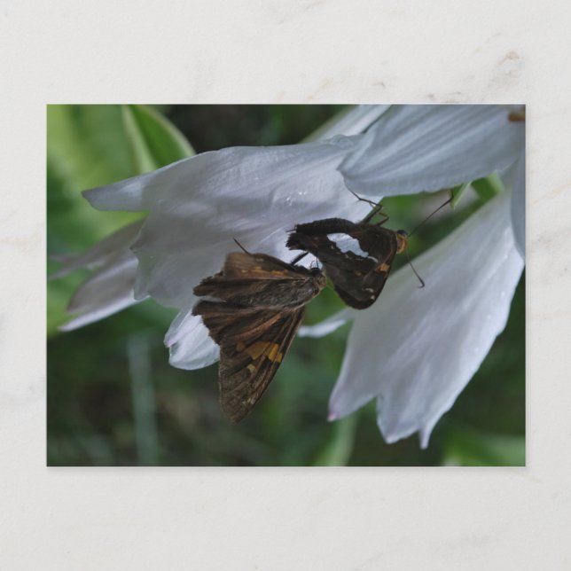 Carte postale Date du mois (Devant)