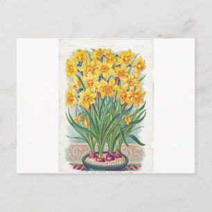 Carte Postale date limite de réponse fleurs jonquille jaune vint