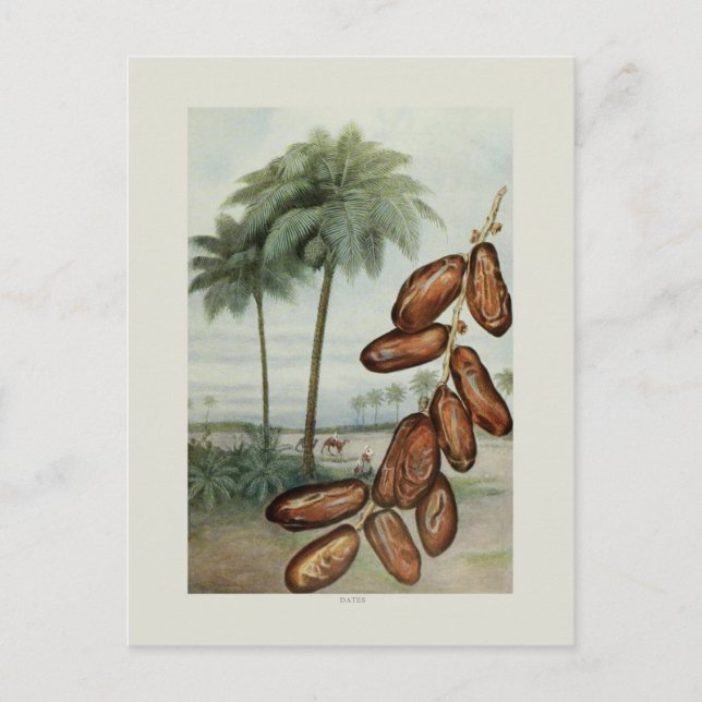 Carte Postale Dates (Devant)