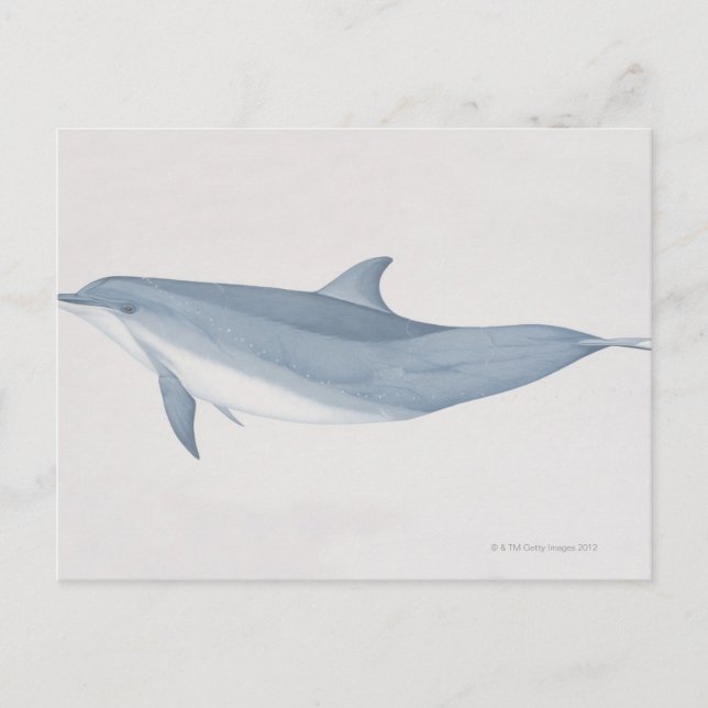 Carte Postale Dauphin à bec (Devant)