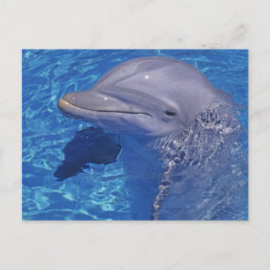 Carte Postale Dauphin à gros nez, Tursiops Truncatus