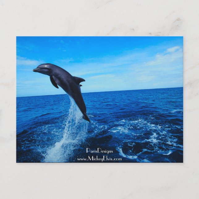 Carte Postale Dauphin à nez de bouteille (Devant)