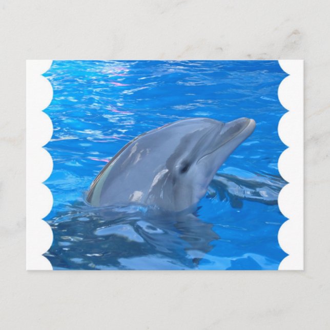 Carte postale Dauphin Bottlenose (Devant)