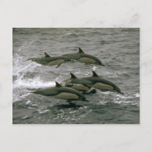 Carte Postale Dauphin commun