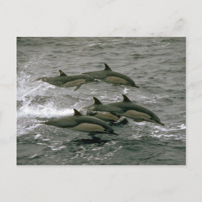 Carte Postale Dauphin commun (Devant)