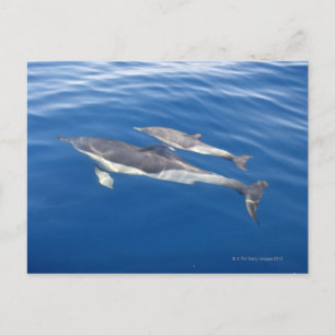 Carte Postale Dauphin commun dans le détroit