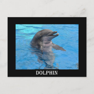 Carte Postale Dauphin de Floride