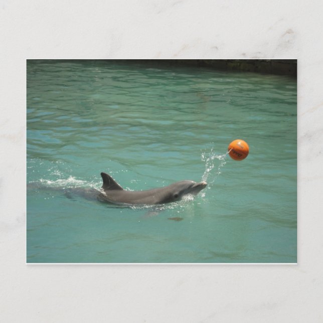 Carte Postale Dauphin jouant au ballon (Devant)