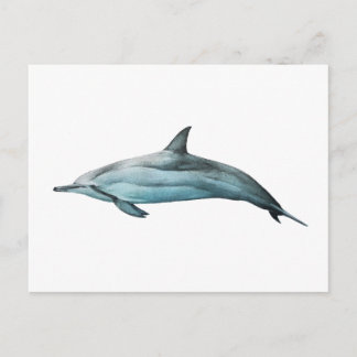 Carte Postale Dauphin longirostre