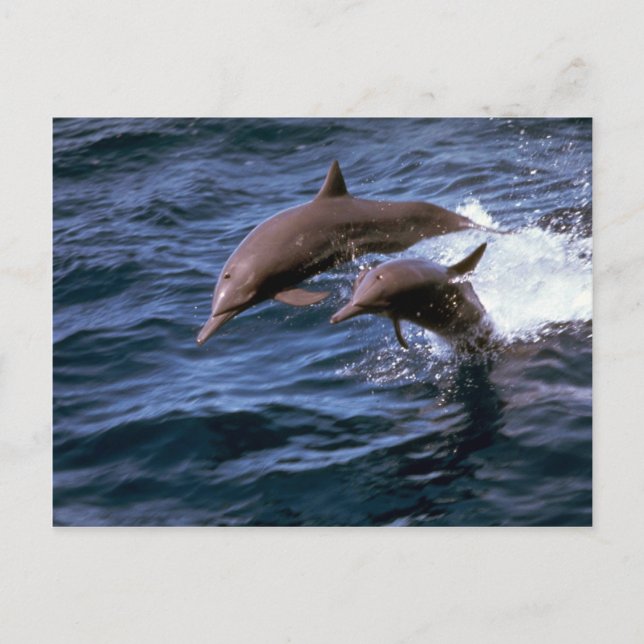 Carte Postale Dauphin renversé (Devant)